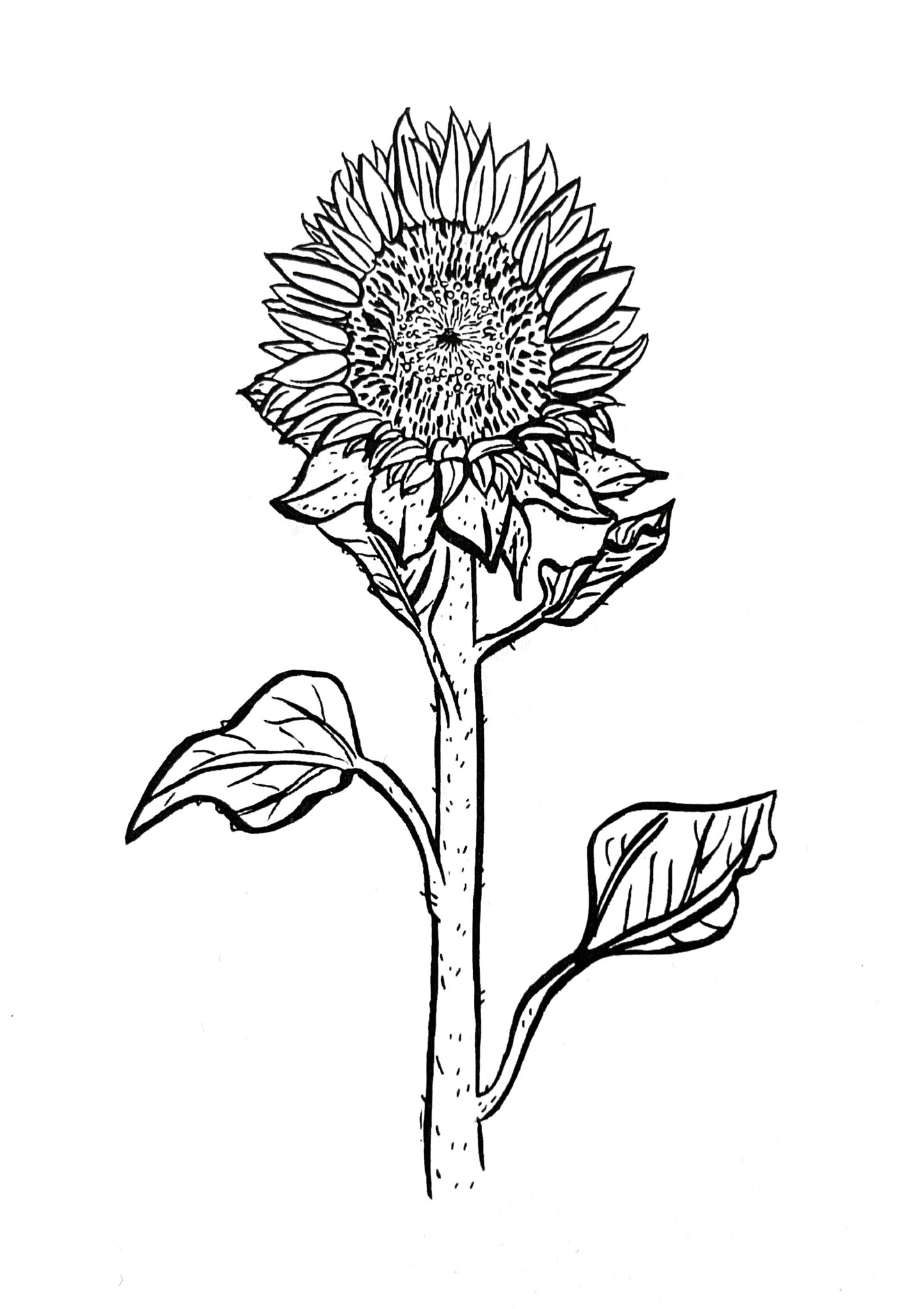 Hand drawn. Sunflower. Recto.