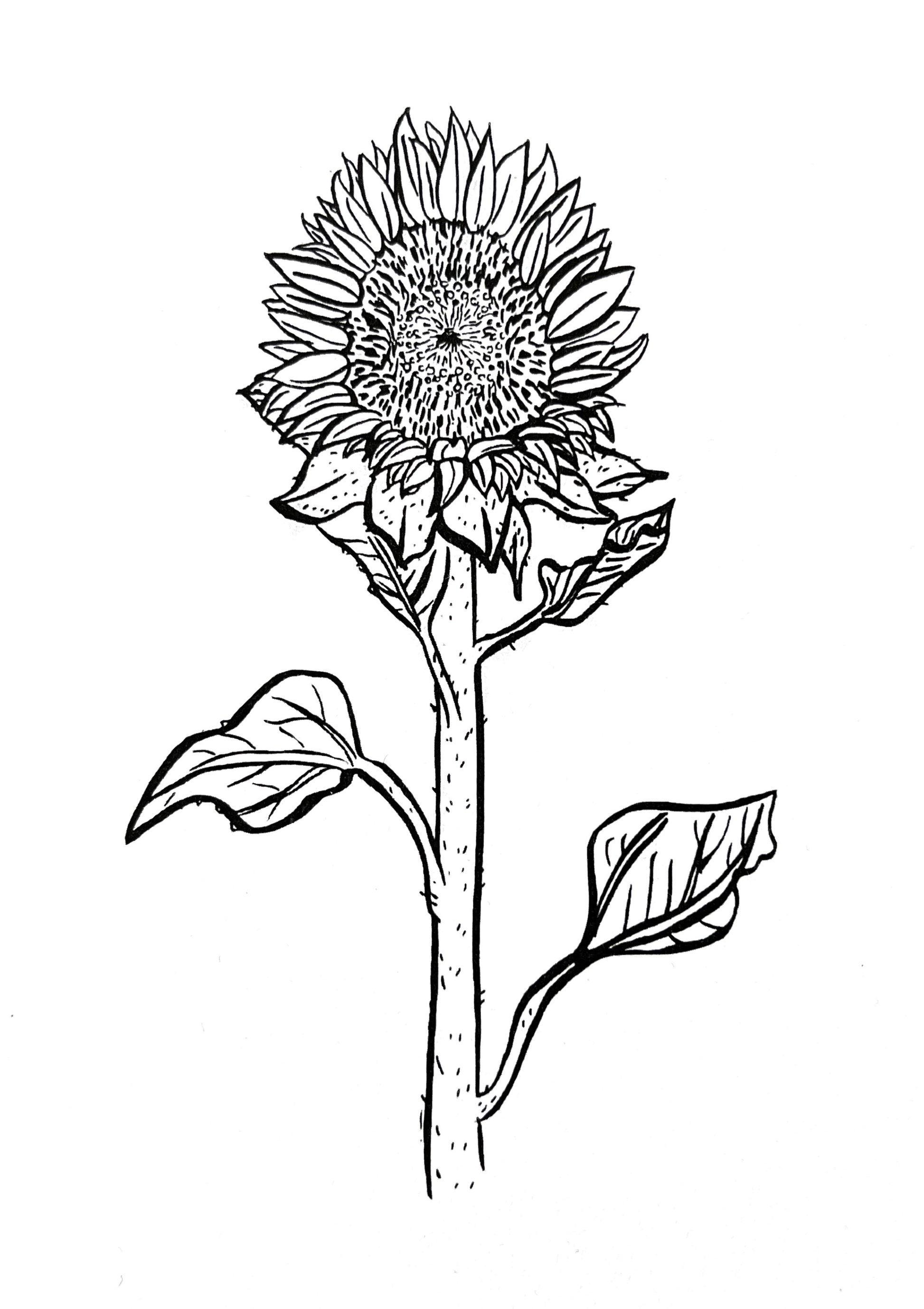 Hand drawn. Sunflower. Recto.